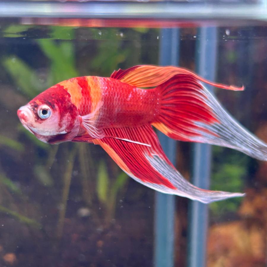 熱帯魚様 楽天市場】(熱帯魚 ベタ)ベタ クラウンテール 色おまかせ オス ♂ （約