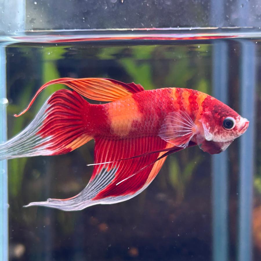 熱帯魚様 ベタ ベールテール オス キャンディー 02M0408-020 生体 熱帯魚