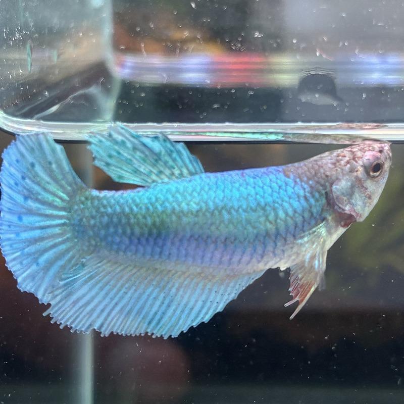 ショーベタ メス グリーン 03F0116-060 ハーフムーン 熱帯魚 生体
