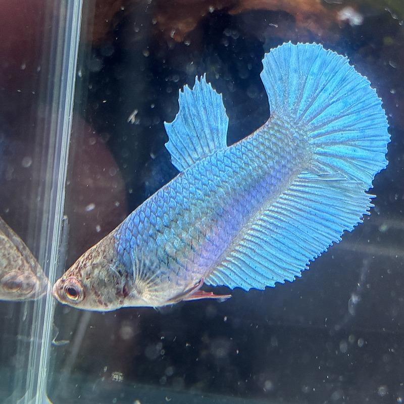 ショーベタ メス グリーン 03F0116-060 ハーフムーン 熱帯魚 生体