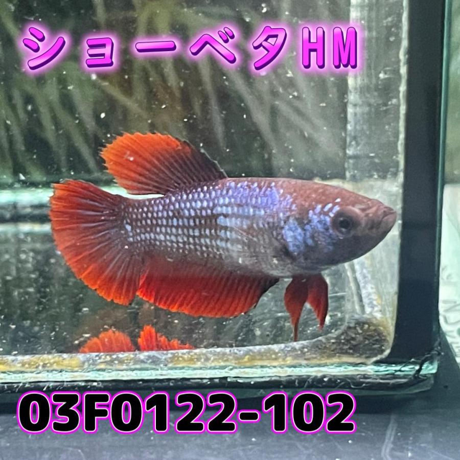 ベタ　ショーベタ　メス　03F0122-102　ハーフムーン　熱帯魚　生体｜kotinettaigyo｜04