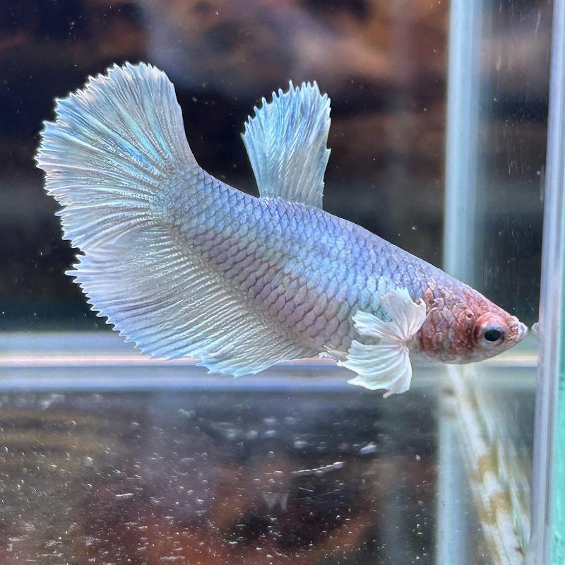 【専用ページ】金魚　亀　花ボタン 高瀬貝 10mm|貝ボタン□タカシマ□