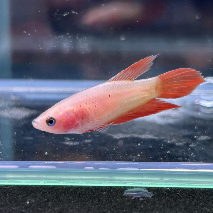 専用ページ　青花*3 サマー*1 Amazon | ゼブラ 水性ボールペン サラサ 0.7 P-JJB3-BL 青