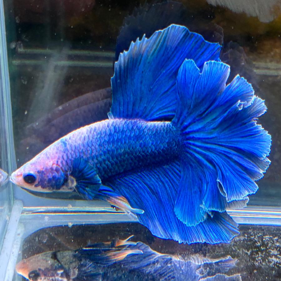 熱帯魚 ショーベタ オス ローズテール ファンシーブルー 03M0116-032