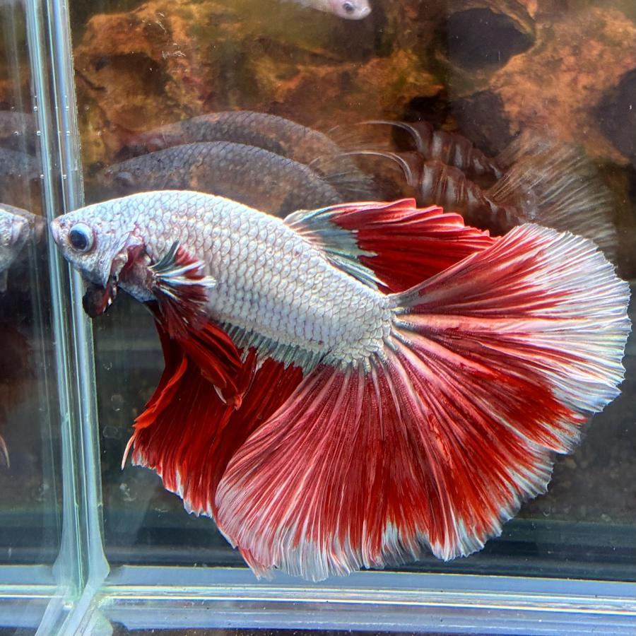 熱帯魚 ショーベタ オス バイカラー 03M0116-041 生体 ハーフムーン