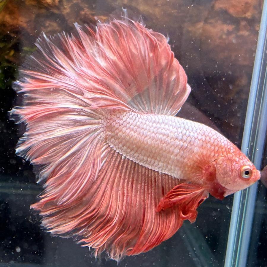 熱帯魚 ショーベタ オス アルマゲドン 03M0116-071 生体 ハーフムーン