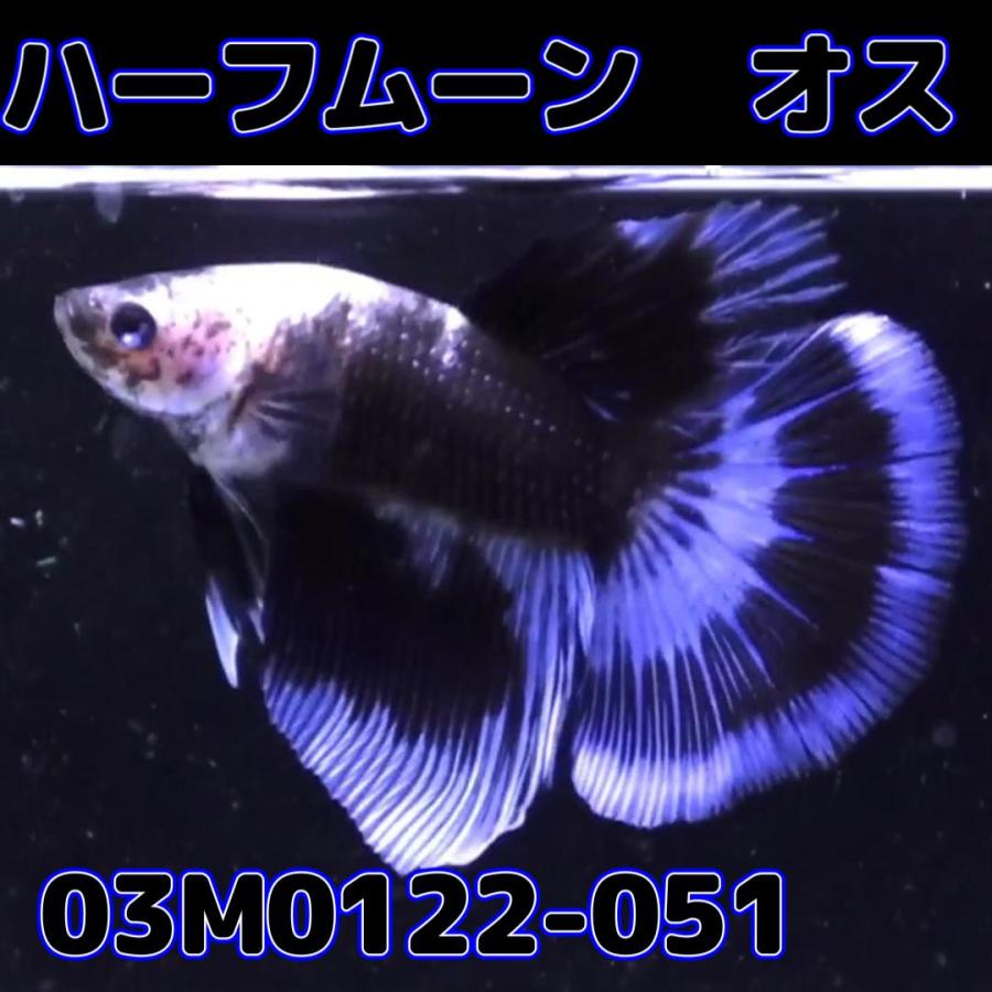 ベタ ショーベタ オス ブラックマーブル 03M0122051 ハーフムーン 生体 熱帯魚 03M0122051有限会社高知熱帯魚