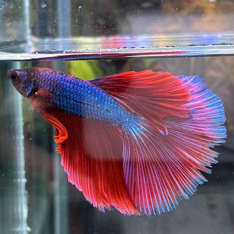 熱帯魚 ショーベタ オス ファンシー 03M0301-037 生体 ハーフムーン