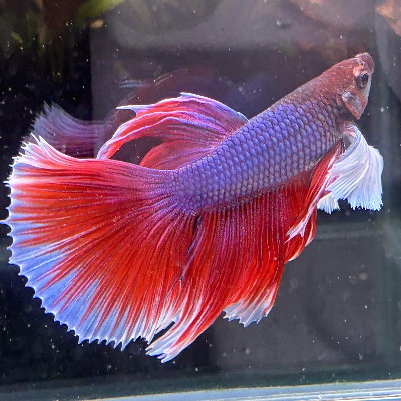 オスフロ(レッド)  熱帯魚 値下げしました！ 熱帯魚 ショーベタ オス ダンボ ファンシー 03M0301-060 生体 ハーフ