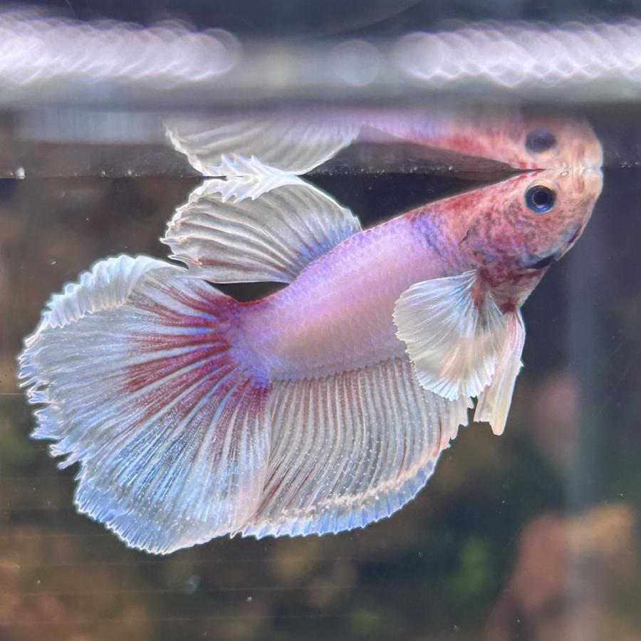 熱帯魚 ショーベタ オス ダンボ ラベンダーバタフライ 03M0408
