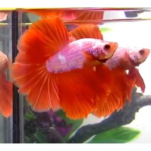 ショーベタオスオレンジドラゴン 03m0418 011 03m0418 011 有限会社高知熱帯魚サービス 通販 Yahoo ショッピング