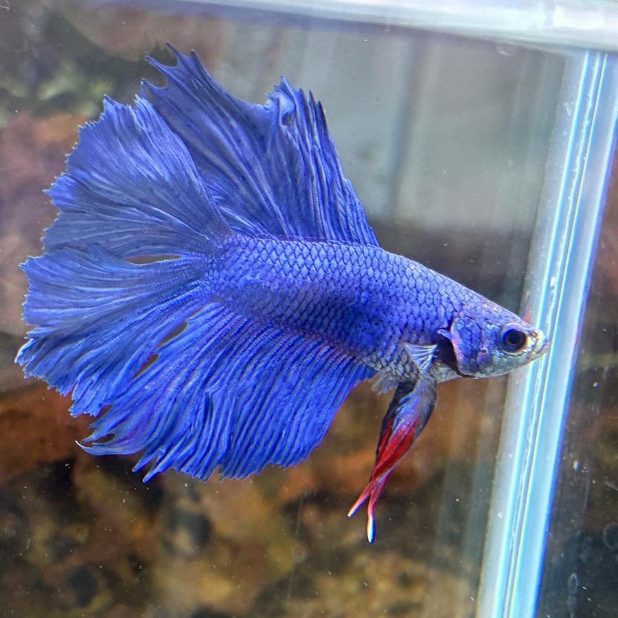 決算SALE 熱帯魚 ショーベタ オス ロイヤルブルー 03M0801-062 生体