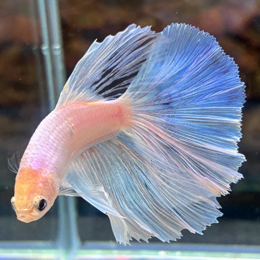 熱帯魚 ショーベタ オス パステルホワイト 03M1201-018 生体 ハーフ