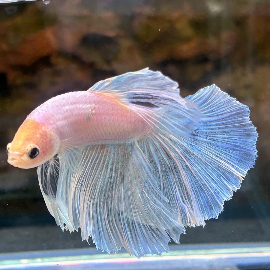 熱帯魚 ショーベタ オス パステルホワイト 03M1201-018 生体 ハーフ