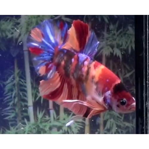 訳あり ジャイアント 04m0916 011 プラカットコイニモ オス ジャイアント 雄 観賞魚生体 Oyostate Gov Ng