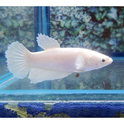 プラガットベタ メス オペックホワイト 05f0111 038 05f0111 038 有限会社高知熱帯魚サービス 通販 Yahoo ショッピング