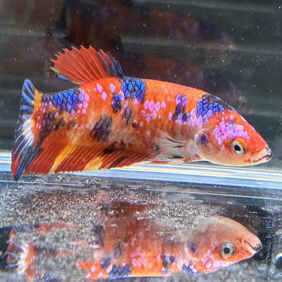 ベタ プラカット メス キャンディー 05F0116-004 高知熱帯魚サービス