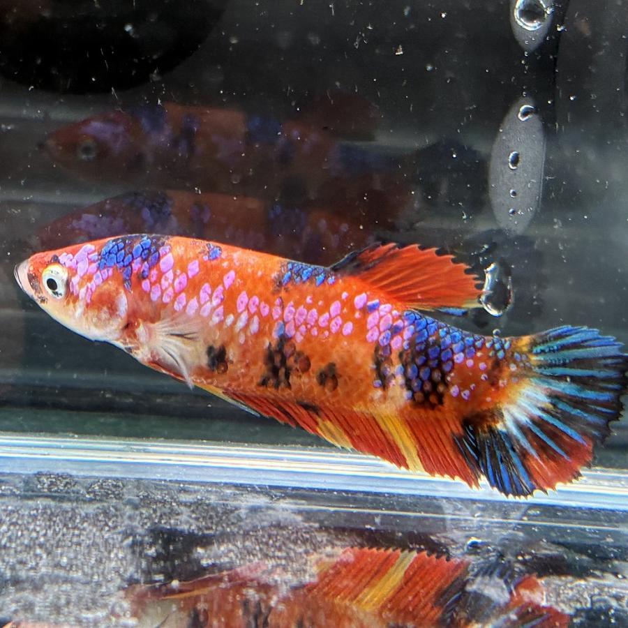 ベタ 魚 F4 キャンバス 333mmx242mm ベタ プラカット メス キャンディー 05F0116-004 高知熱帯魚サービス