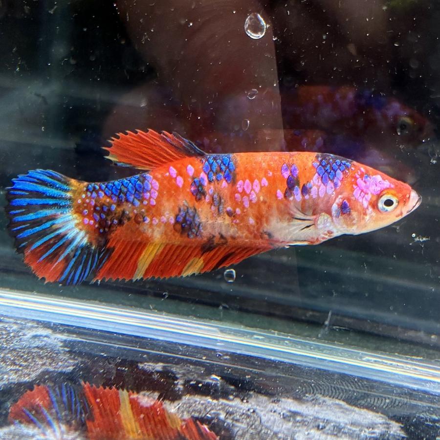 ベタ プラカット メス キャンディー 05F0116-004 高知熱帯魚サービス