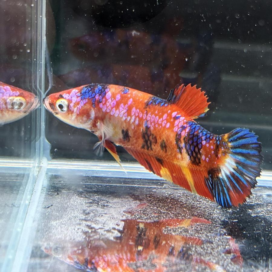 ベタ プラカット メス キャンディー 05F0116-004 高知熱帯魚サービス