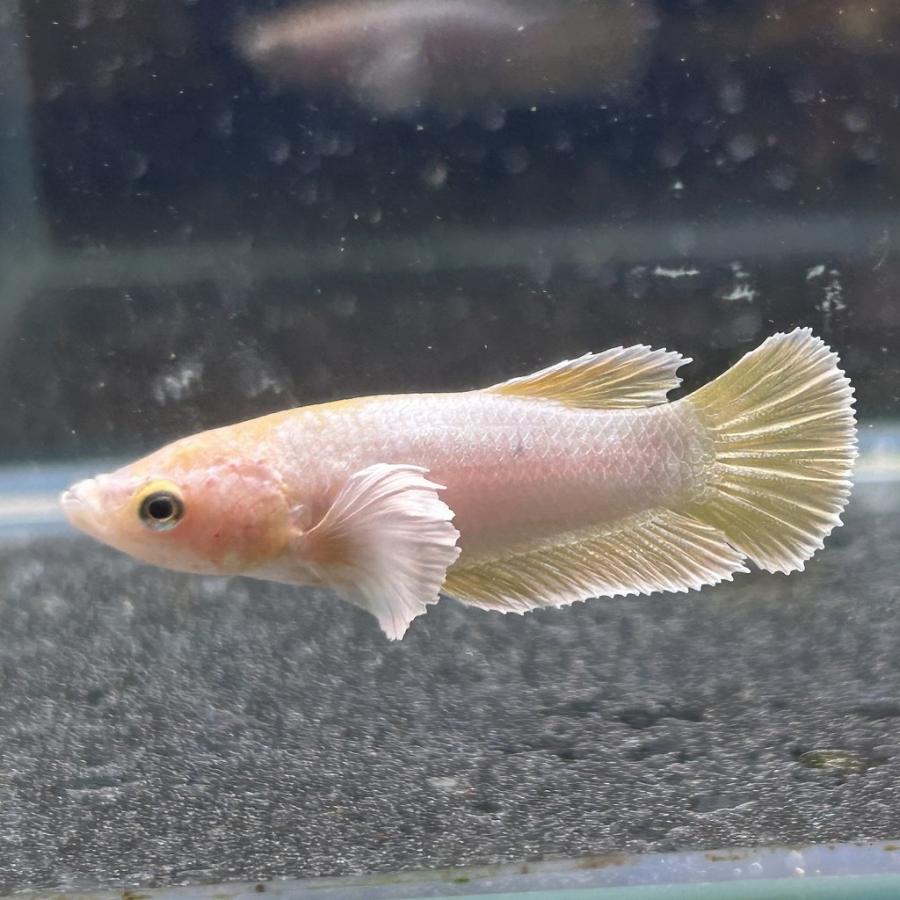 ベタ プラカット メス ダンボ ゴールド 05F0408-021 高知熱帯魚