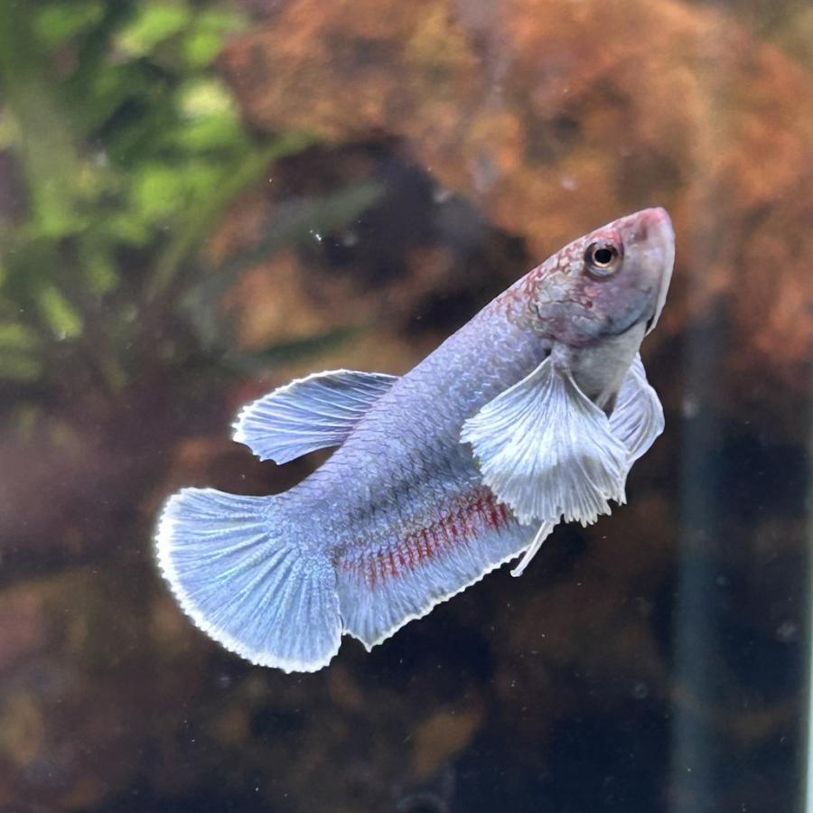 熱帯魚様 ベタ ダブルテール メス カンボジアンレッド 06F0801-004 熱帯魚