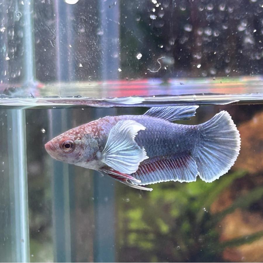 銀製熱帯魚 ベタ プラカット メス ダンボ ブルー 05F0408-024 高知熱帯魚
