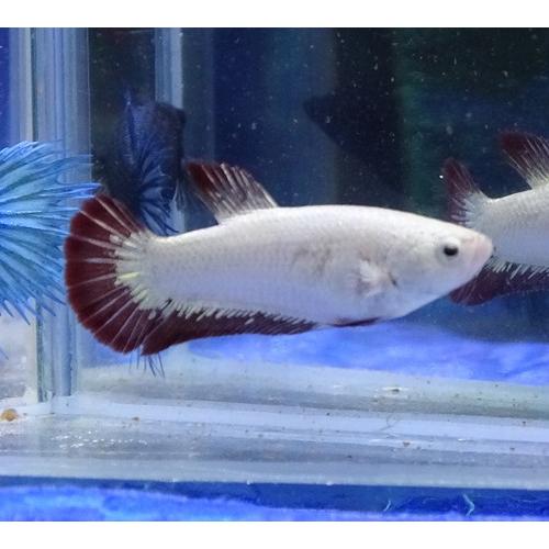 プラガットベタ メス レッドドラゴン 05f0409 013 05f0409 013 有限会社高知熱帯魚サービス 通販 Yahoo ショッピング
