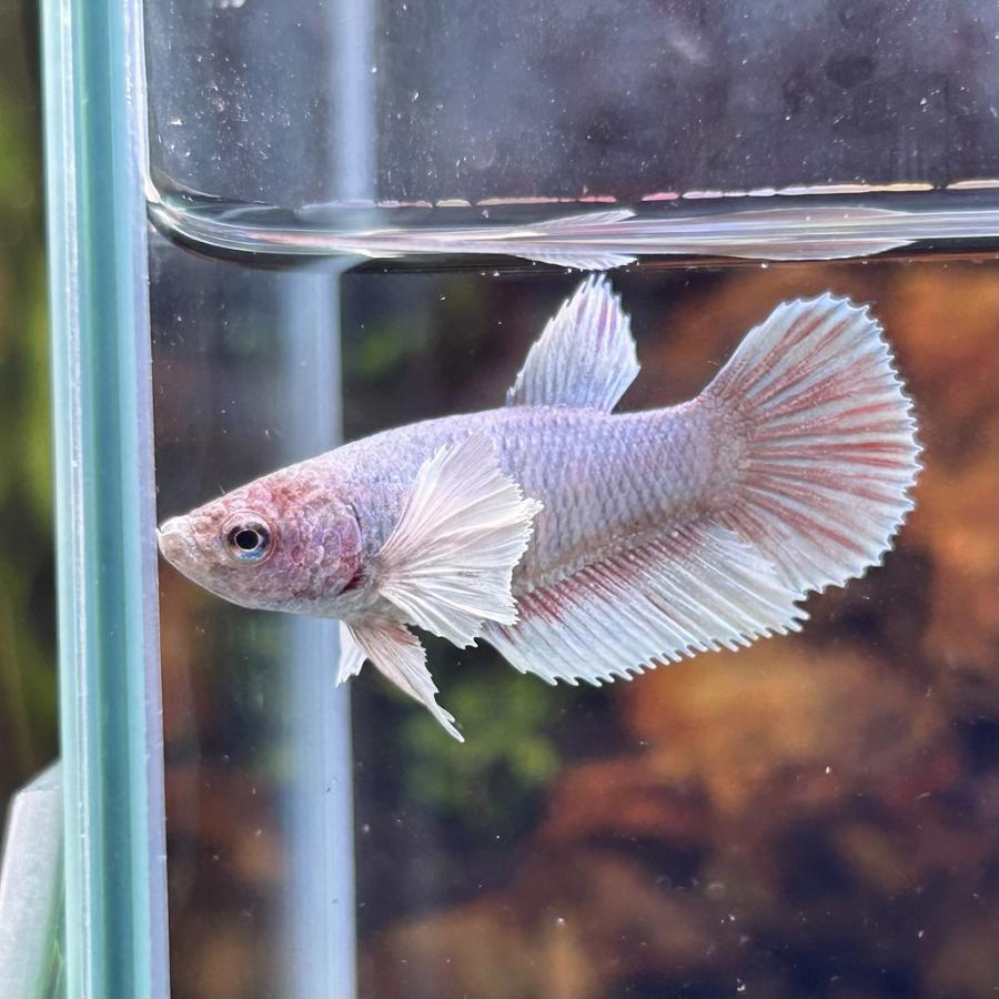 熱帯魚様 熱帯魚 ダブルテールベタ オス パステル 06M0801-002 フルムーン