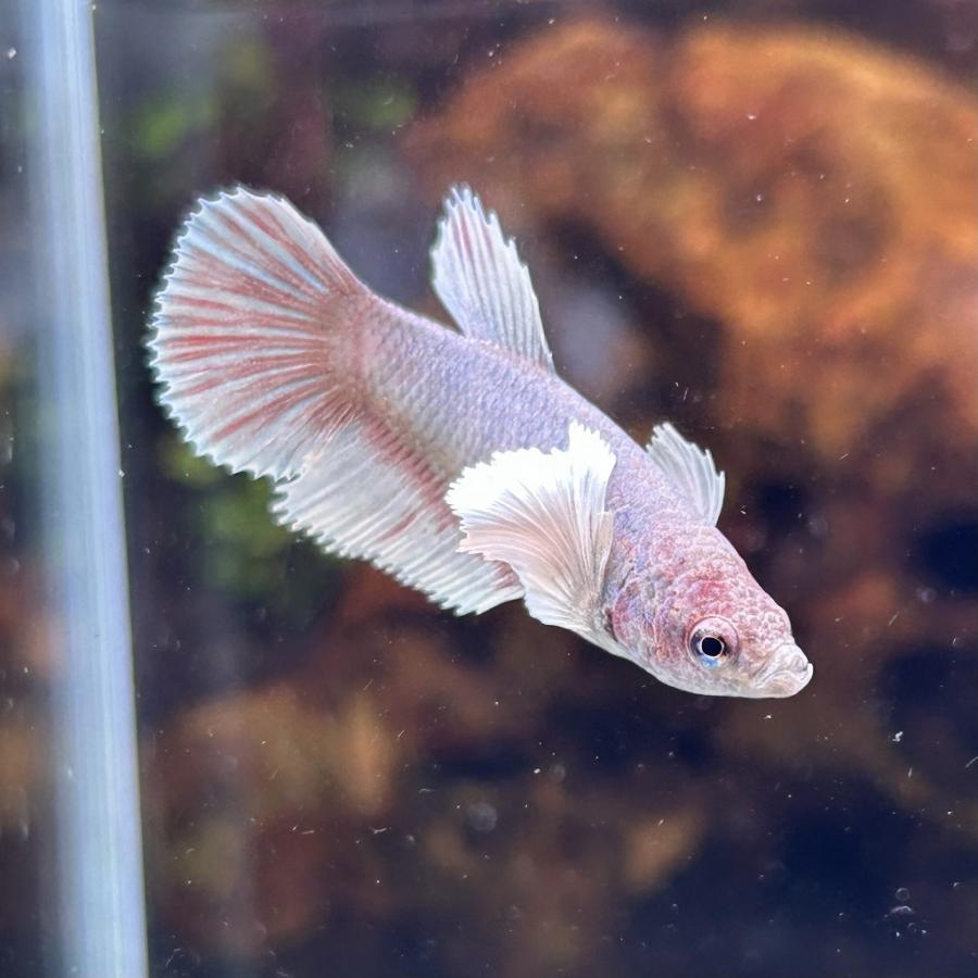 熱帯魚生体用品（説明に目をお通し下さい） 在庫処分価格 ベタ プラカット メス ダンボ ファンシー 05F0801-007