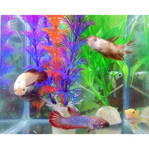 セット商品 プラガットベタ メス 弊社セレクト混泳6匹セット 05f1026 143 05f1026 143 有限会社高知熱帯魚サービス 通販 Yahoo ショッピング
