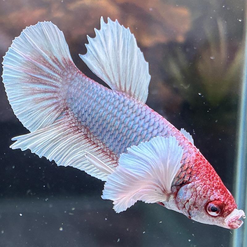 熱帯魚 プラカットベタ オス ダンボ ファンシー 05M0116-022 生体 