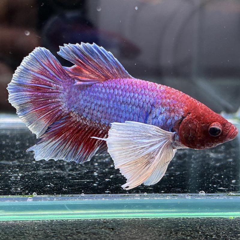 熱帯魚 プラカットベタ オス ダンボ ファンシー 05M0301-012 生体 