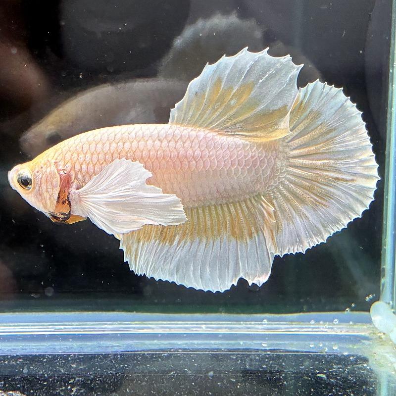 熱帯魚 プラカットベタ オス ダンボ イエローバタフライ 05M0301-013