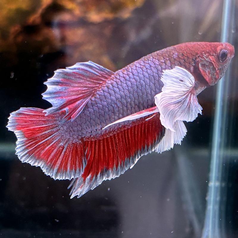 熱帯魚 プラカットベタ オス ダンボ ファンシー 05M0301-016 生体 
