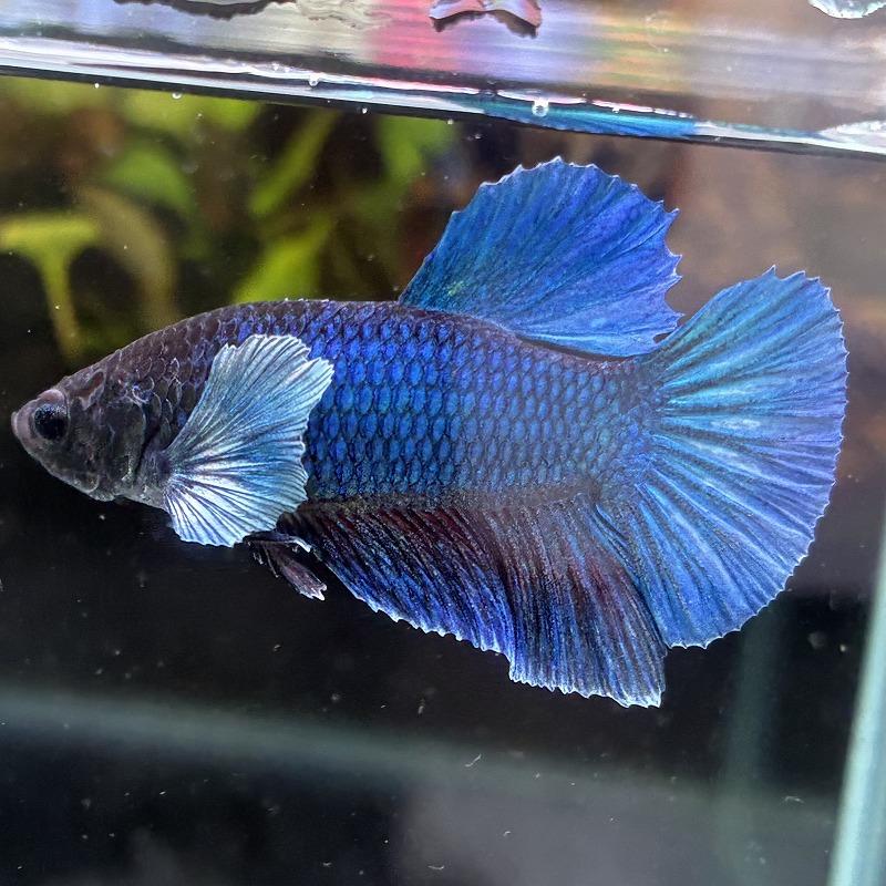 熱帯魚 プラカットベタ オス ダンボ グリーン 05M0301-019 生体 : 有限 