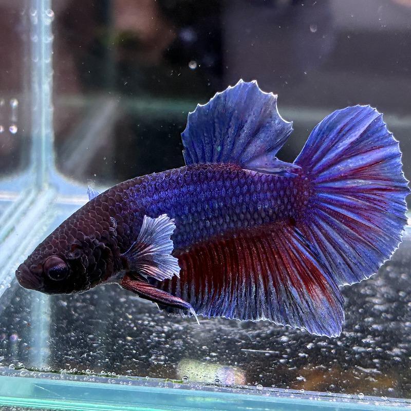 熱帯魚 プラカットベタ オス ダンボ ブルー 05M0301-020 生体 : 有限 