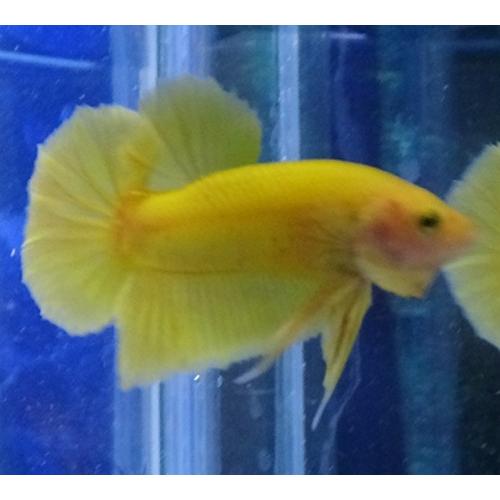 プラガットベタ オス インテンスイエロー 05m0409 032 05m0409 032 有限会社高知熱帯魚サービス 通販 Yahoo ショッピング