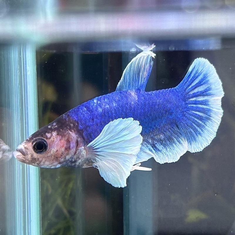 熱帯魚 プラカットベタ オス ダンボ ブルーバタフライ 05M0601-001