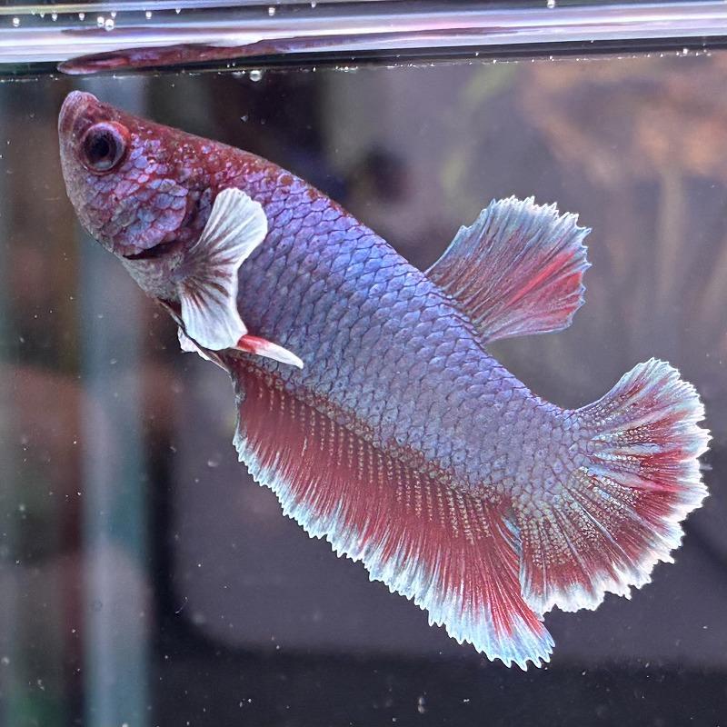 熱帯魚 プラカットベタ オス ダンボ ラベンダーバタフライ 05M0601-003 