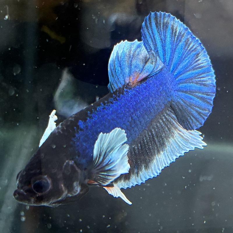 熱帯魚 プラカットベタ オス ダンボ ブルー 05M0601-004 生体 : 有限