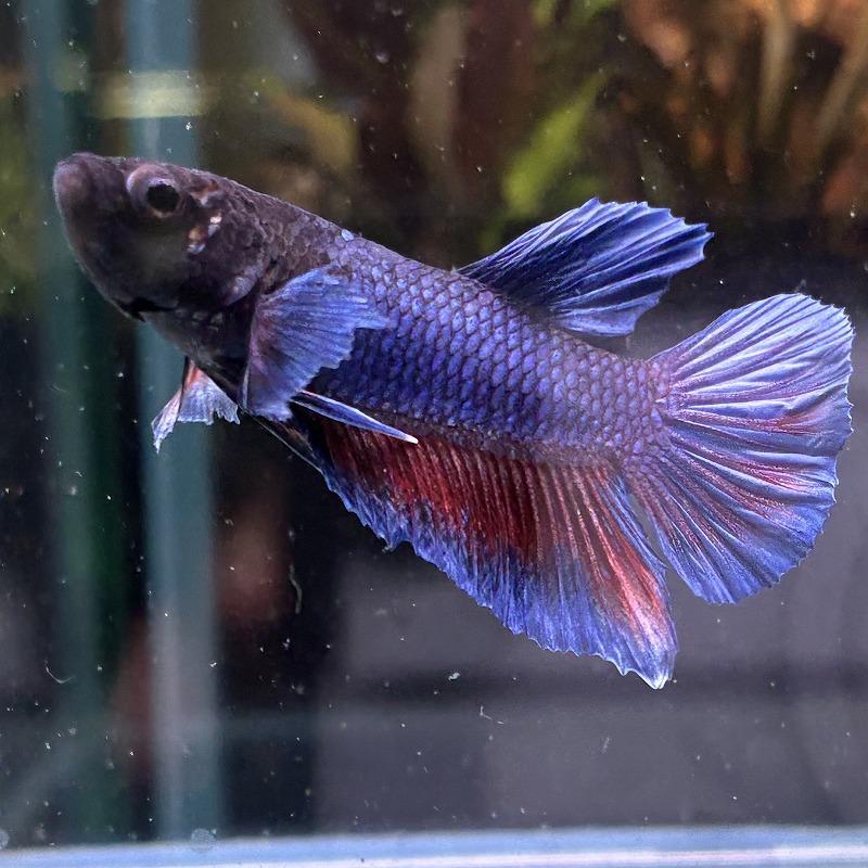 闘魚　ベタ　ｵｽﾒｽセット　♂ ダンボ(プラカット/キャンディ)　♀️ダブルテール　熱帯魚 熱帯魚 プラカットベタ オス ダンボ パープル 05M0601-005 生体 : 有限