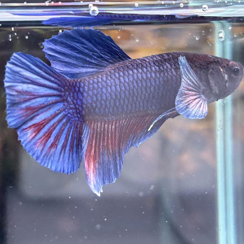 熱帯魚 プラカットベタ オス ダンボ パープル 05M0601-005 生体 : 有限