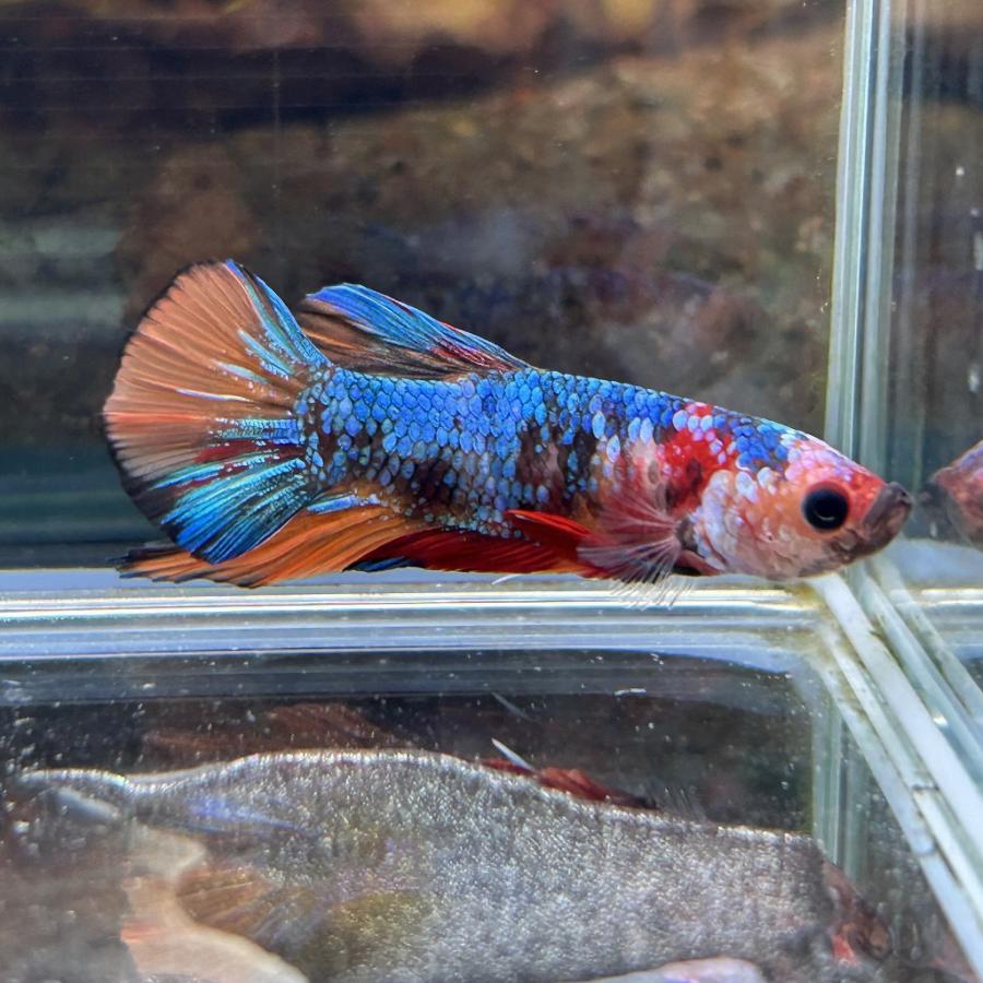 熱帯魚様 ☆RELEASE☆ 2023年6月21日、Cencept EP「淋しい熱帯魚」発売