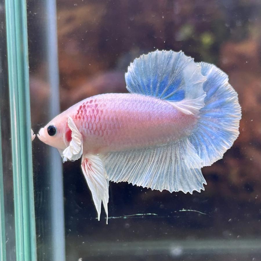 アルビノ ファンシーホワイト ベタ ♂ アルビノ ファンシーホワイト ベタ ♂