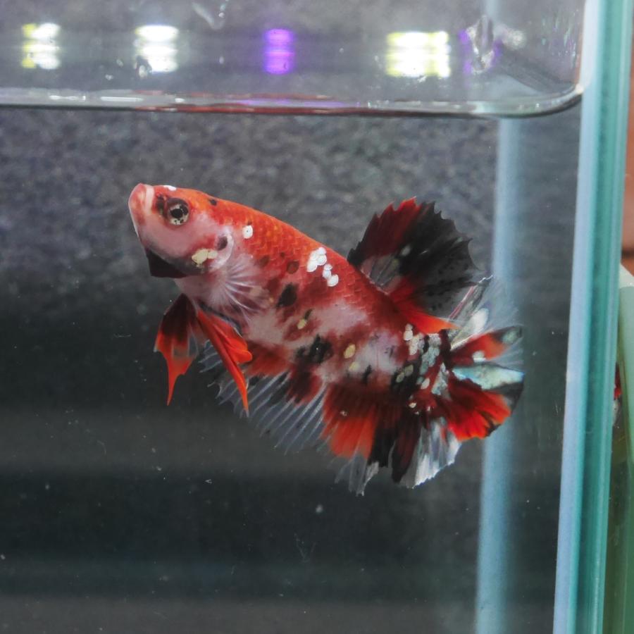 プラカットダブルテールオスコイ 05m1022 013 05m1022 013 有限会社高知熱帯魚サービス 通販 Yahoo ショッピング