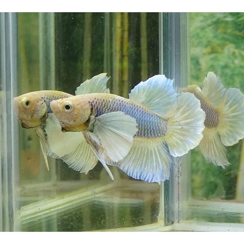 プラガットベタ オス ダンボ ファンシー 05m1122 012 05m1122 012 有限会社高知熱帯魚サービス 通販 Yahoo ショッピング