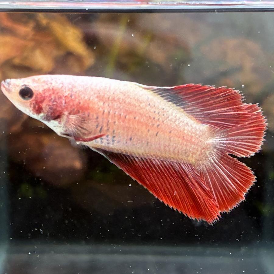ベタ ダブルテール メス レッドカッパー 06F0116-018 熱帯魚 生体