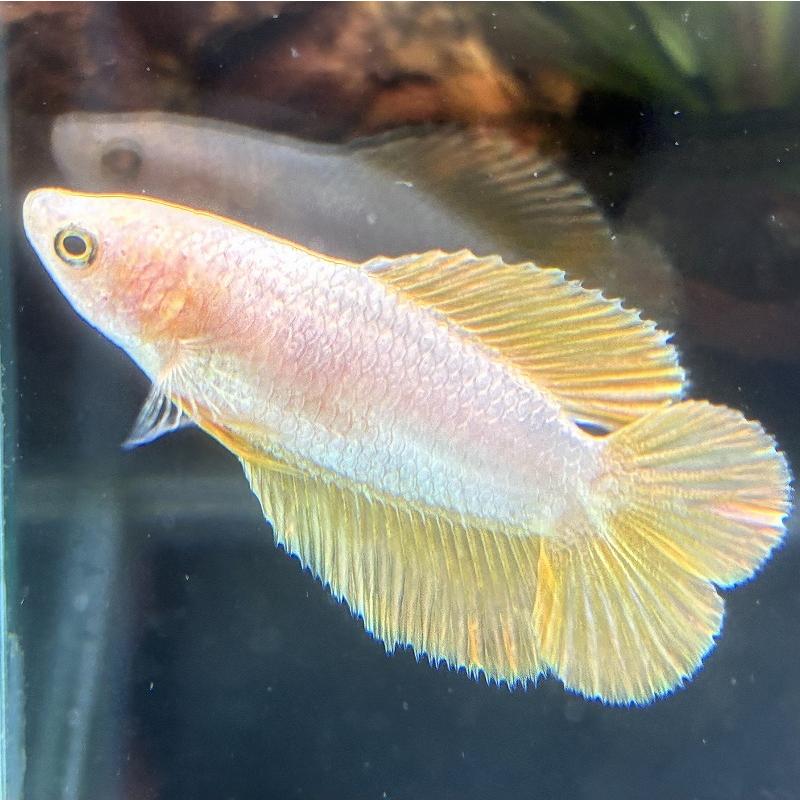 ベタ ダブルテール メス イエロー 06F0301-039 熱帯魚 生体 : 有限会社