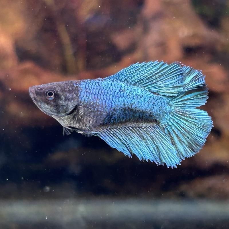 ベタ ダブルテール メス グリーン 06F0408-038 熱帯魚 生体